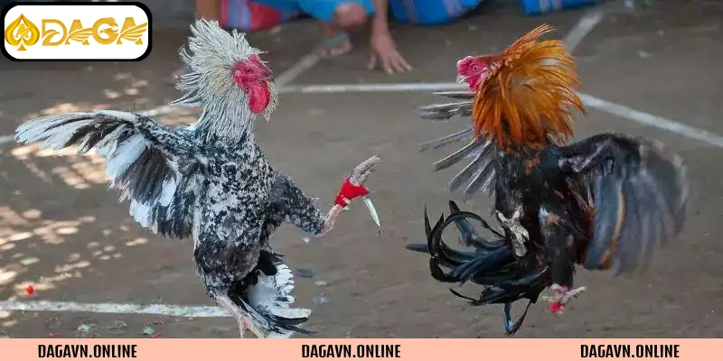 Đá gà cựa dao kịch tính không hồi kết
