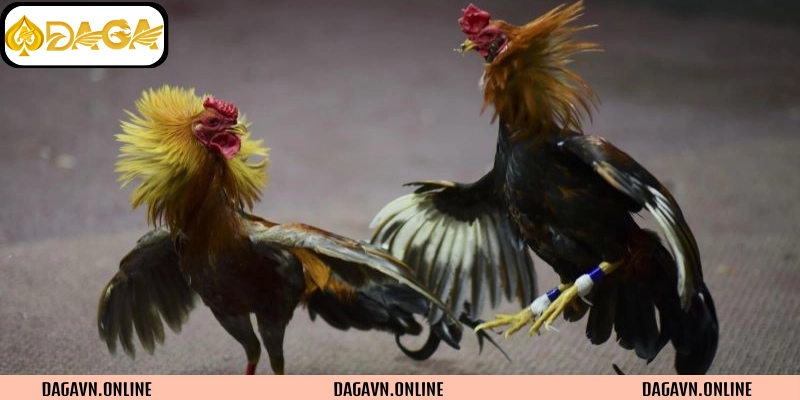 Quy định nghiêm ngặt của đá gà cựa dao